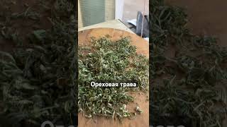 Ореховая трава хельба