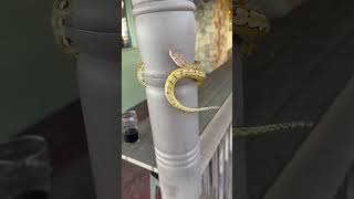 How baby retics climb.
How baby retics climb. How baby retics climb.