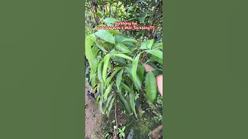 Cây vải không hạt có trồng được ở Miền Tây không? #ngocnganbentre #0386569374 #shortvideo