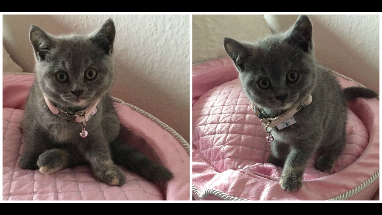 8 Facts about British Short Hair Kitten - YouTube