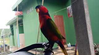 Burung Nuri Bisa Bicara viral Menirukan Suara Orang Disekitar