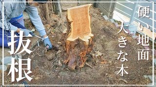 【お庭DIY】第119話 大きな木の根の抜根。大きな木にはそれだけ立派な根っこが生えているのです。