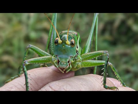 Video: Bider en katydid?