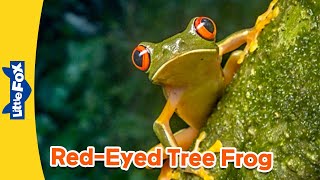 Meet the Animlals | Frog | Amphibians | Stories for Kindergarten