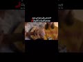 لاخر نفس ابقى اموت اني عليك