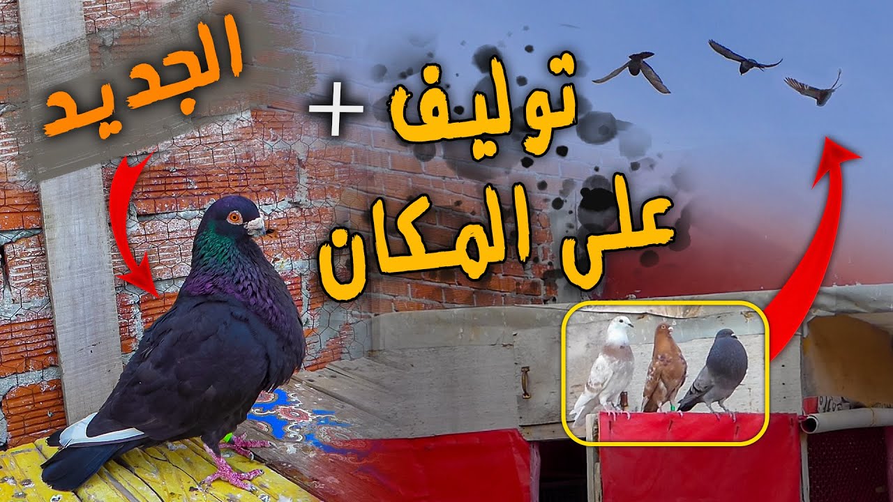 توليف الحمام على سطح + اشتريت حمام جديد