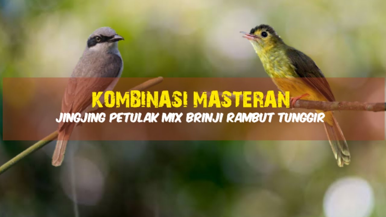 Jinjing Petulak Mix Brinji Rambut Tunggir | Masteran Full Tembakan 