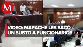 ¿Llegó tarde a la sesión? Mapache cae del techo e interrumpe en cabildo de Acapulco