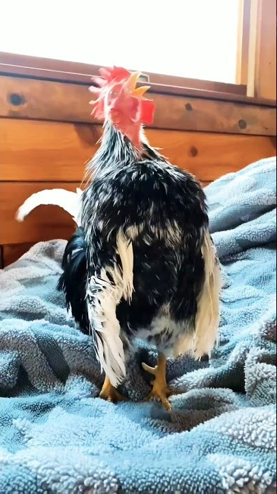 Ayam Serama rooster'Serama chicken
