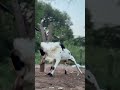 LPT FARM 👑 in saithan 💥