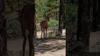 I'm just BUCKin around, how you doin? #shorts #mountains  #wildlife #travel #outdoors