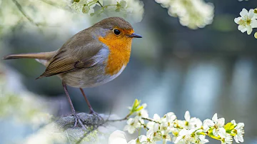 Peaceful Instrumental Music, Relaxing Meditation Nature Music  "Woodland Birds" by Tim Janis