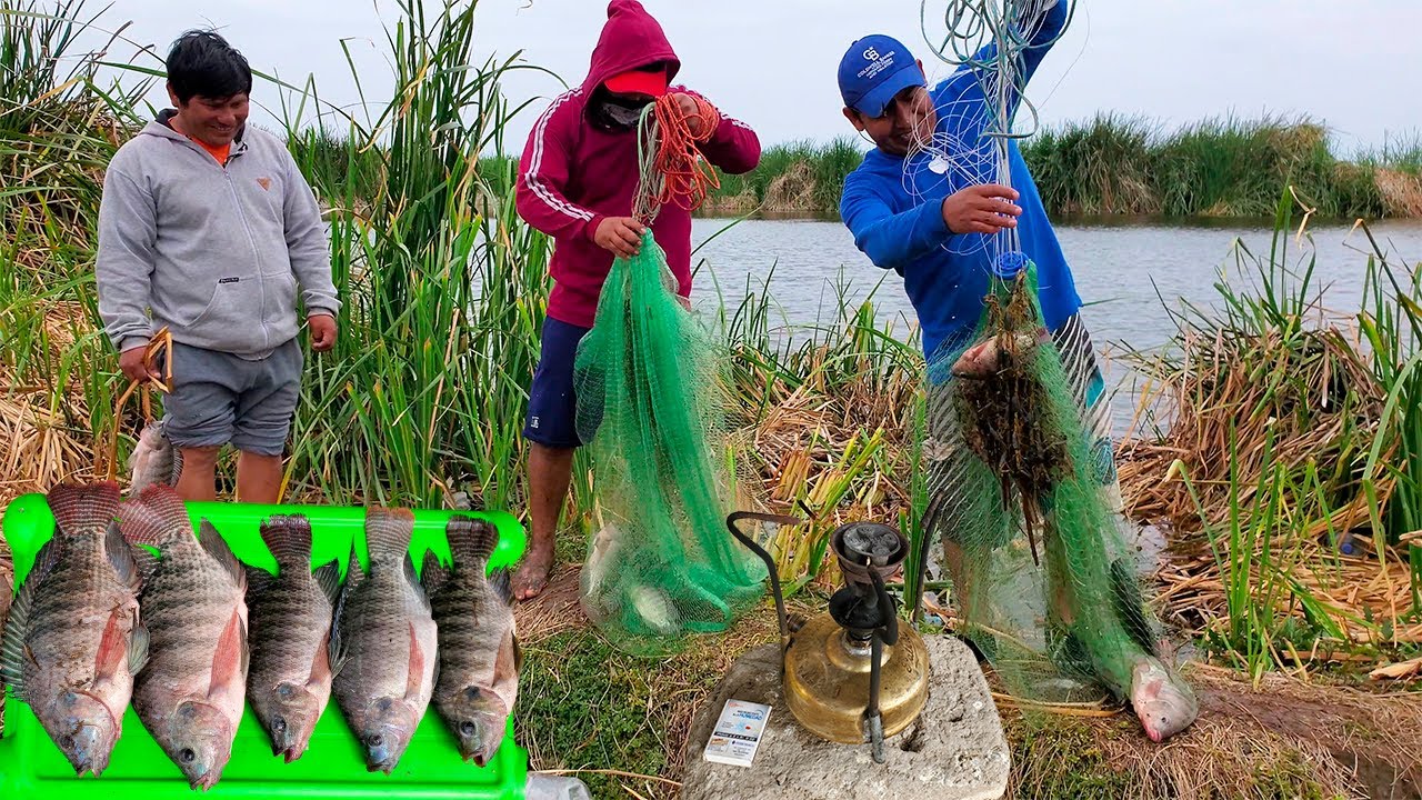 pesca y cocina de PECES DE COLA ROJA - pescando tilapias - YouTube