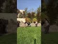 funny y#comedy #shortvideo #funny #cute #free