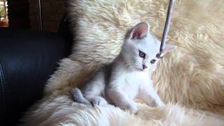 Miamber Burmilla Kitten by Michele Ristuccia 1,617 views 13 years ago 1 minute, 13 seconds