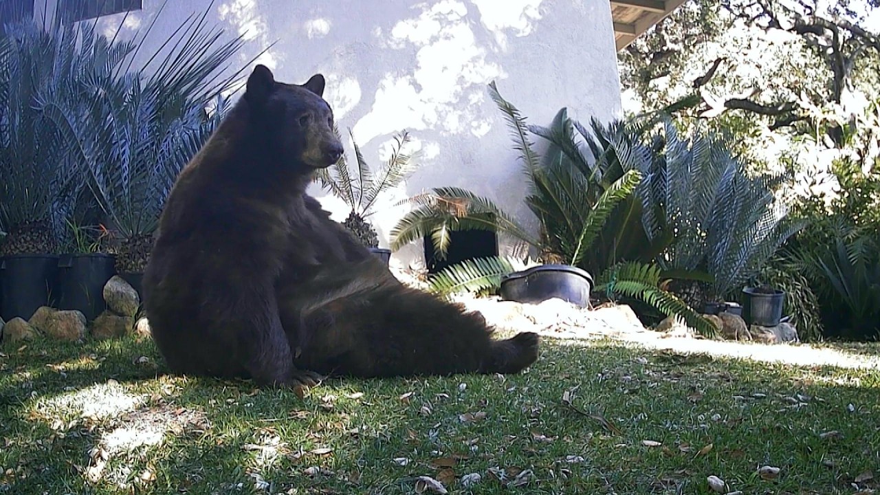 Outrage After Wildlife Officials Euthanize Neighborhood Mama Bear