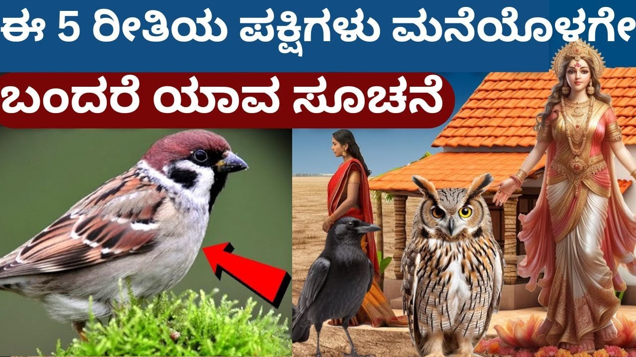ಈ ರೀತಿಯ ಪಕ್ಷಿಗಳು ಮನೆಯೊಳಗೇ ಬರುವುದರಿಂದ ಯಾವ ಸೂಚನೆಗಳು ಸಿಗುತ್ತವೆ ?#Birds #kurukshetrakannadachannel
