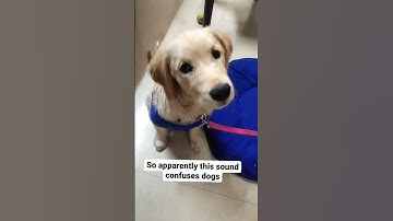 Thumbnail of Sound that tilt dogs head 😍| Casey Messy | Golden Retriever