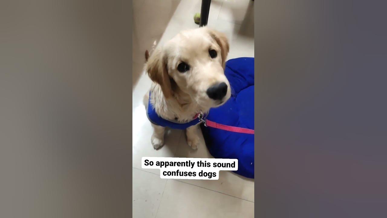 Sound that tilt dogs head π| Casey Messy | Golden Retriever Sound that tilt dogs head π| Casey Messy | Golden Retriever
