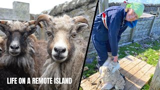 Why We Don’t Use Electric Shears on our Island Sheep Farm