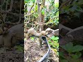 bonsai process  🍒🍒 #grafting #bonsai #plants #programming