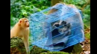 Monyet Lucu menyelamatkan anaknya