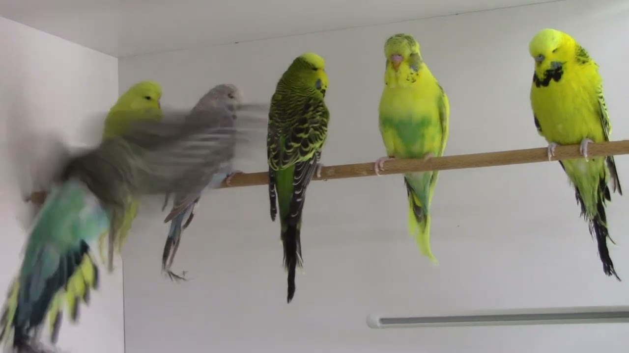 MUHABBET KUŞLARINDA PRATİK KALIN İNCE TÜY AYRIMI