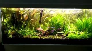240l Lowtech  Amazon Aquarium  Akwarium Na Ziemi Ogrodowej