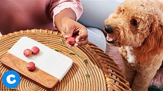 DIY Valentine’s Day Macarons for Dogs | Chewy Eats