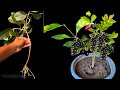 Growing Jamun Plant Cutting In Water with (Banana Peels Rooting Hormones)