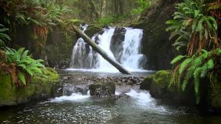 The Forest Waterfall HD  The Calming Sound of Water