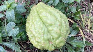 Dikenli Kabak Chayote Nasıl Pişirilir
