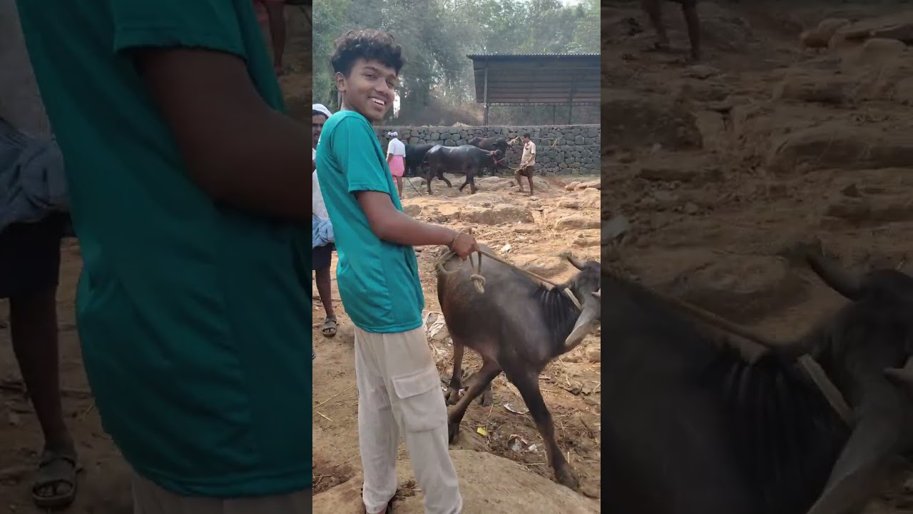 85000 വില പറയുന്ന വലിയ വട്ടക്കൊമ്പൻ പോത്തുകൾ#simple_work യൂട്യൂബ് ചാനൽ