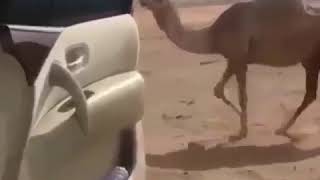 Camel Doing The In My Feelings Drake Dance Challenge Compilation #inmyfeelingschallenge