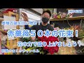 【東京花屋】花屋のまこっチャンネルです！うぃーす！！！メチャ！メチャ！薔薇ヤン！（笑）奥様の誕生日に贈る！赤薔薇５０本の花束！是非みなさんも贈ってみませんか？花の力で盛り上げましょう！