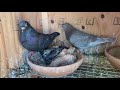 Roller Pigeon Breeders : PRODUCING ITSELF