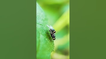 Adcom 25mm 10x Macro Lens Photography 🔥| Insect Macro Photography #adcom #insects #macrophotography