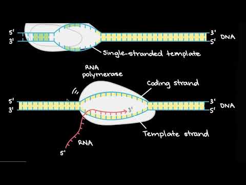 שעתוק ועיבוד mRNA