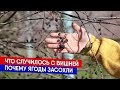 Что случилось с вишней - почему ягоды засохли