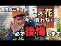 【ラナンキュラスラックス】このお花を買わないと絶対後悔します！
