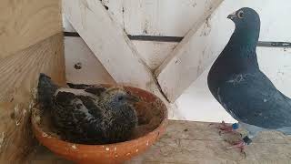 100% Jan Aarden pigeon