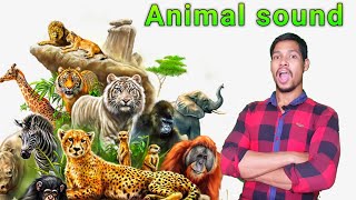 Any animal sound and voice Android app/Aaura Technical screenshot 2