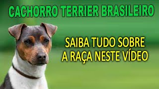 Cachorro Terrier Brasileiro Saiba Tudo Sobre A Raça Terrier Fox Paulistinha Toy Fox Terrier