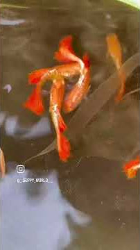#guppy world follow to my channel