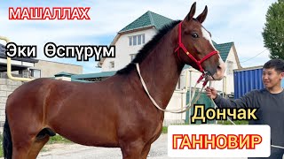 СЫНДУУ Өспүрүмдөр  Бишкектен   Сатууга Чыкты   Дончак   жана  ГАНОВИР