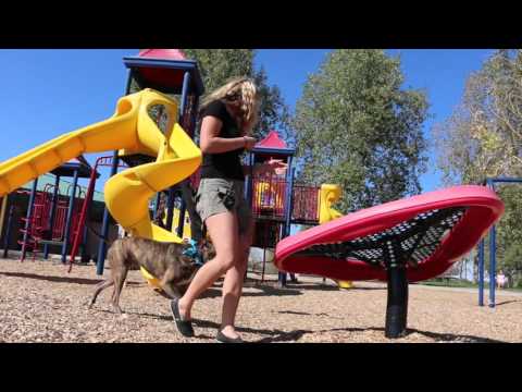 chaos-graduate-of-denver-dog-training