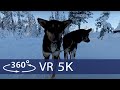 Ever wondered what is like to watch dog sledding in 360 VR POV join us in a beautiful winter scenery