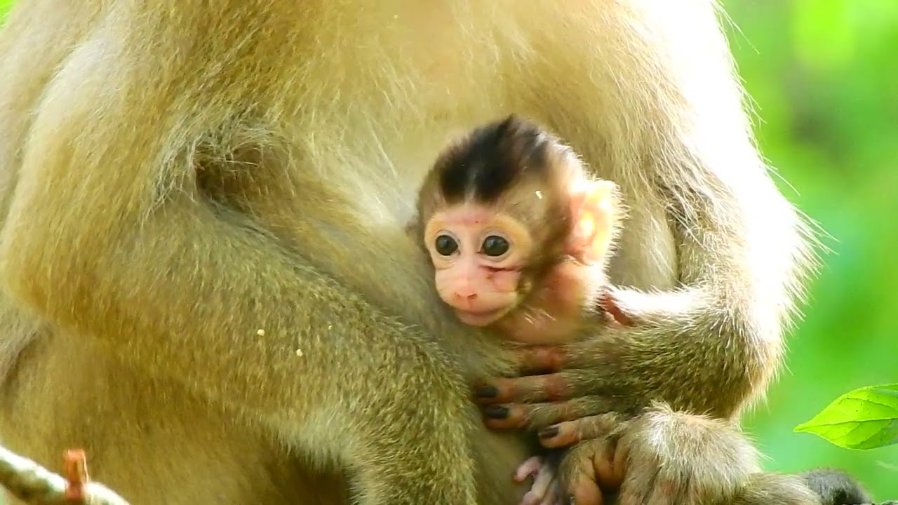 I Love baby Brandy after Live Rose monkey who has had many moments of her life left