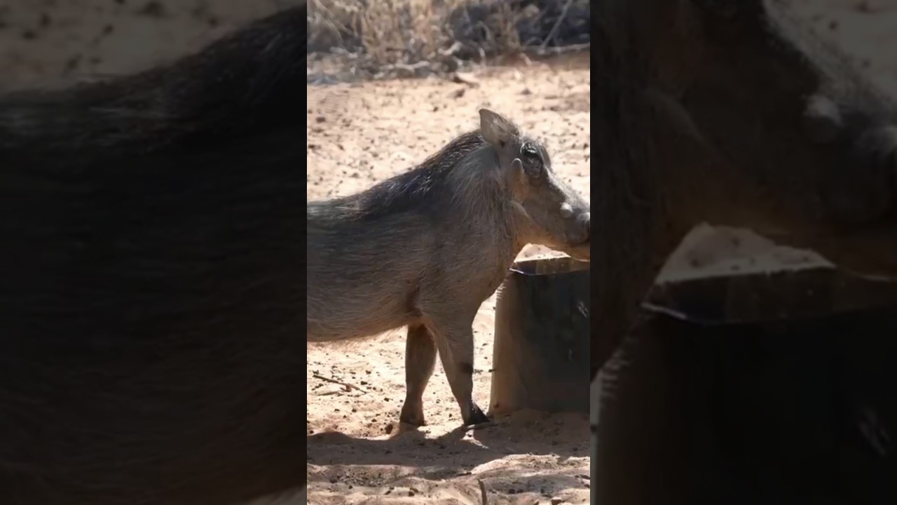 Опасность в лесу 