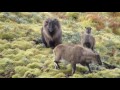 Bull Tahr encounters